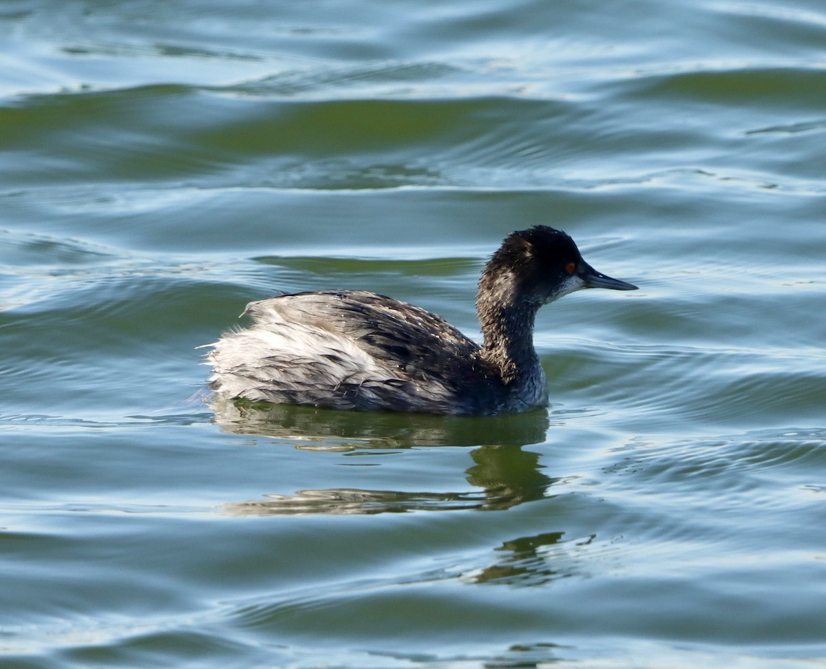 Schwarzhalstaucher - ML645874277