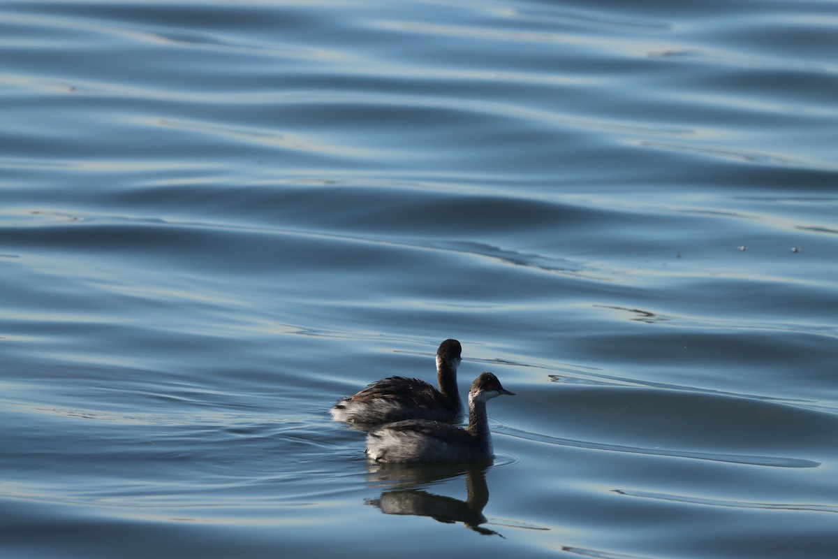 Schwarzhalstaucher - ML645874278