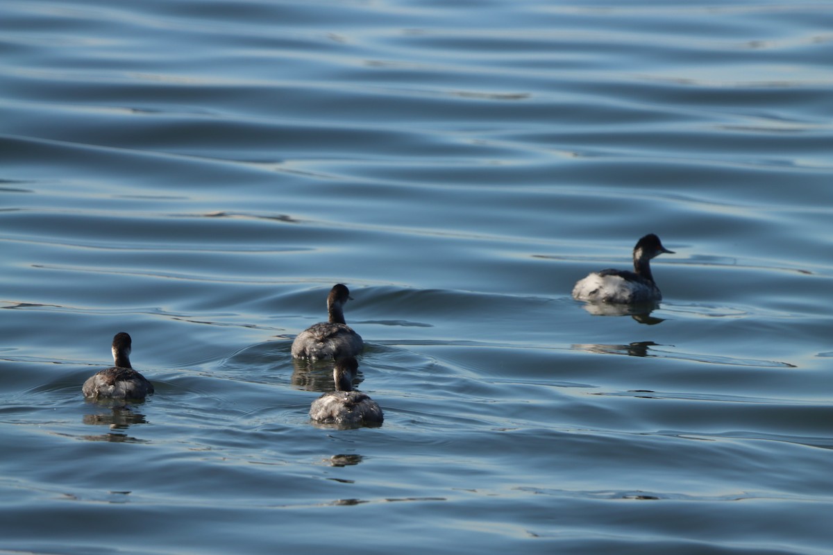 Schwarzhalstaucher - ML645874279