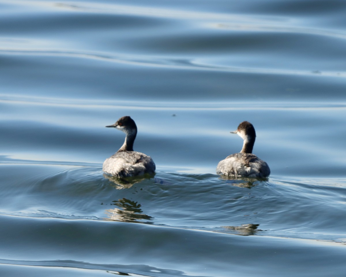 Schwarzhalstaucher - ML645874280