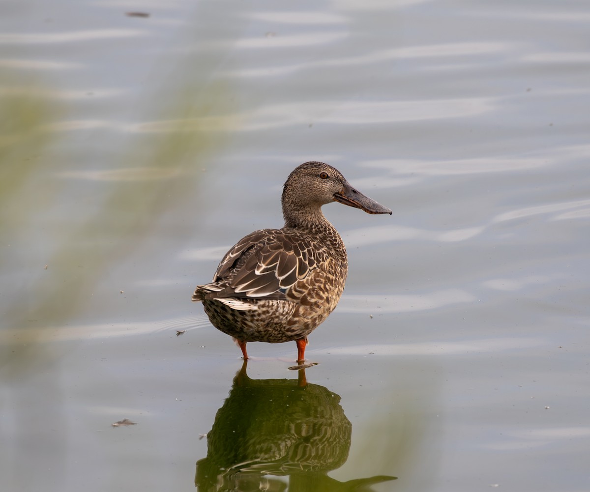 Northern Shoveler - ML645874281