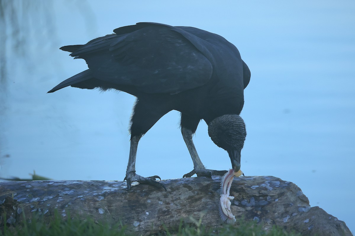 Black Vulture - ML645874283