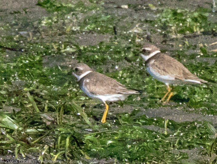 Semipalmated Plover - ML645874289