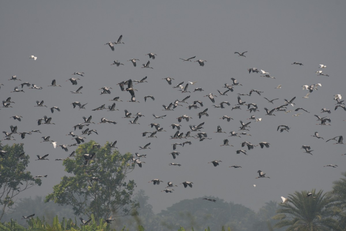 スキハシコウ - ML645874291