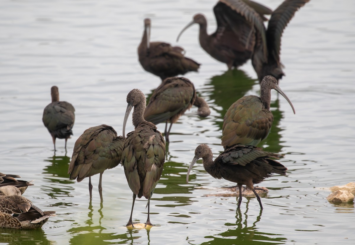 Glossy/White-faced Ibis - ML645874295