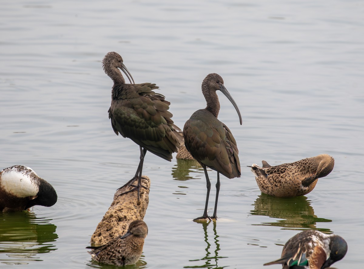 Glossy/White-faced Ibis - ML645874296
