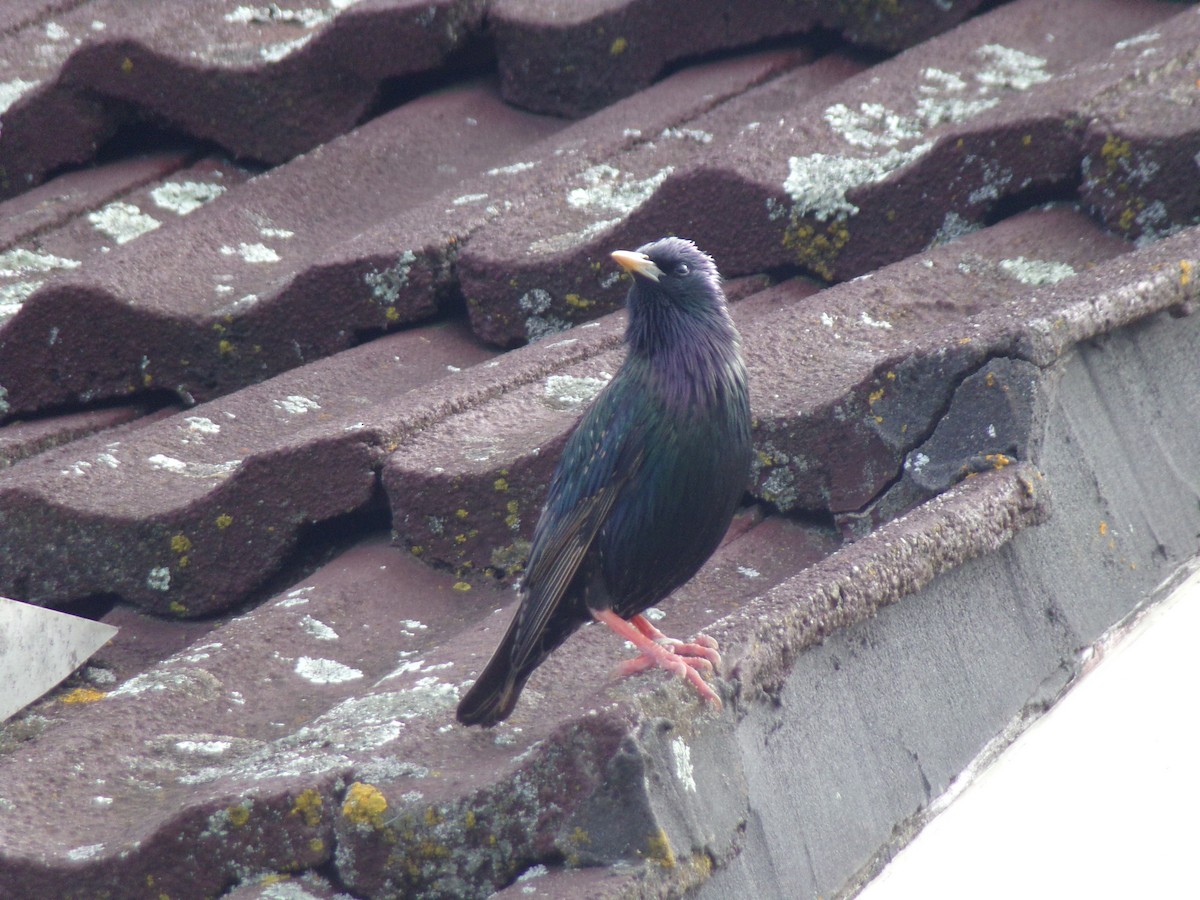 זרזיר מצוי - ML645874305