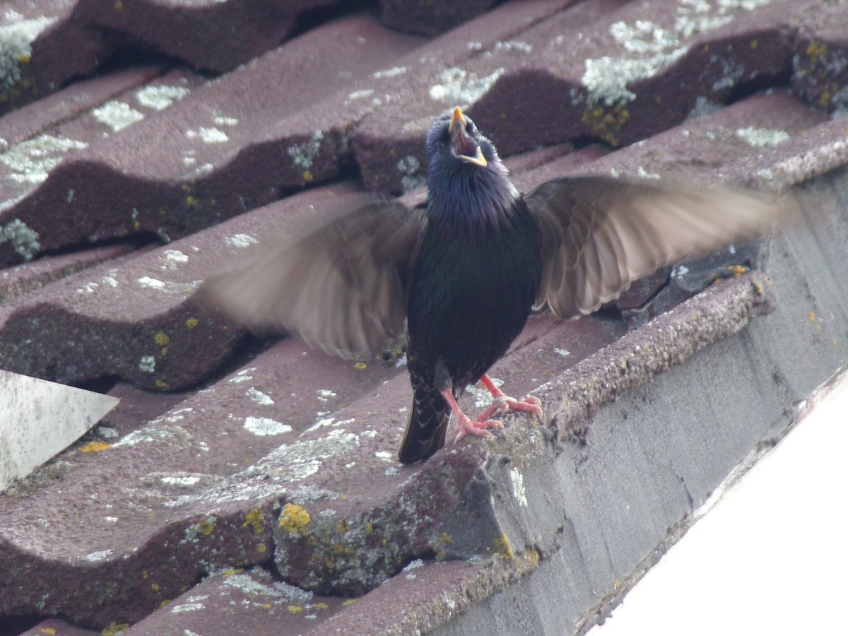 זרזיר מצוי - ML645874306