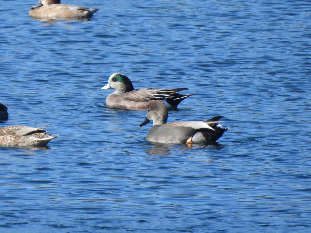 Boz Ördek - ML645874326