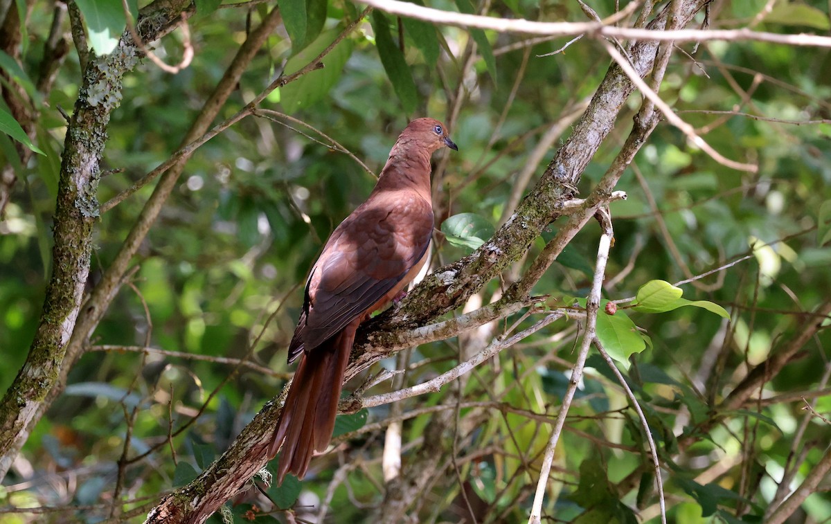 Brown Cuckoo-Dove - ML645874327
