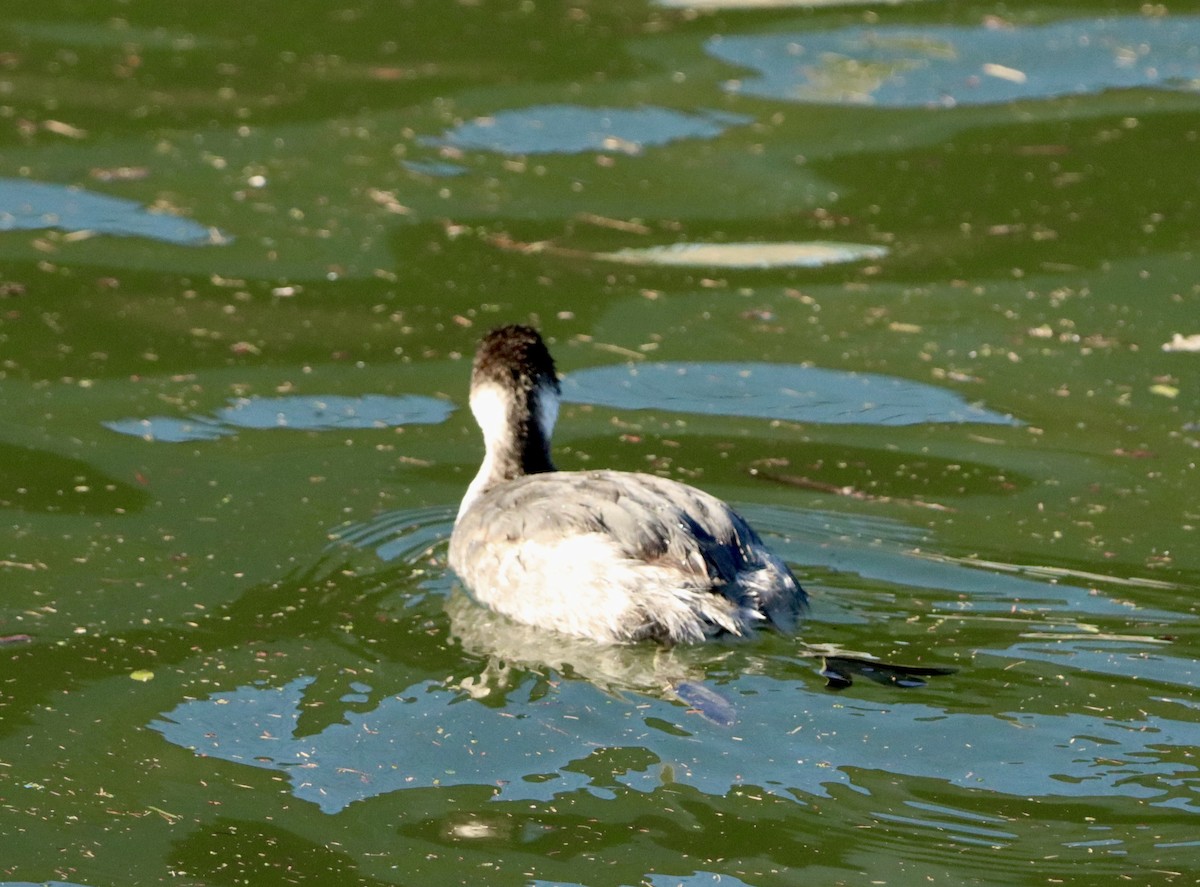 Schwarzhalstaucher - ML645874331