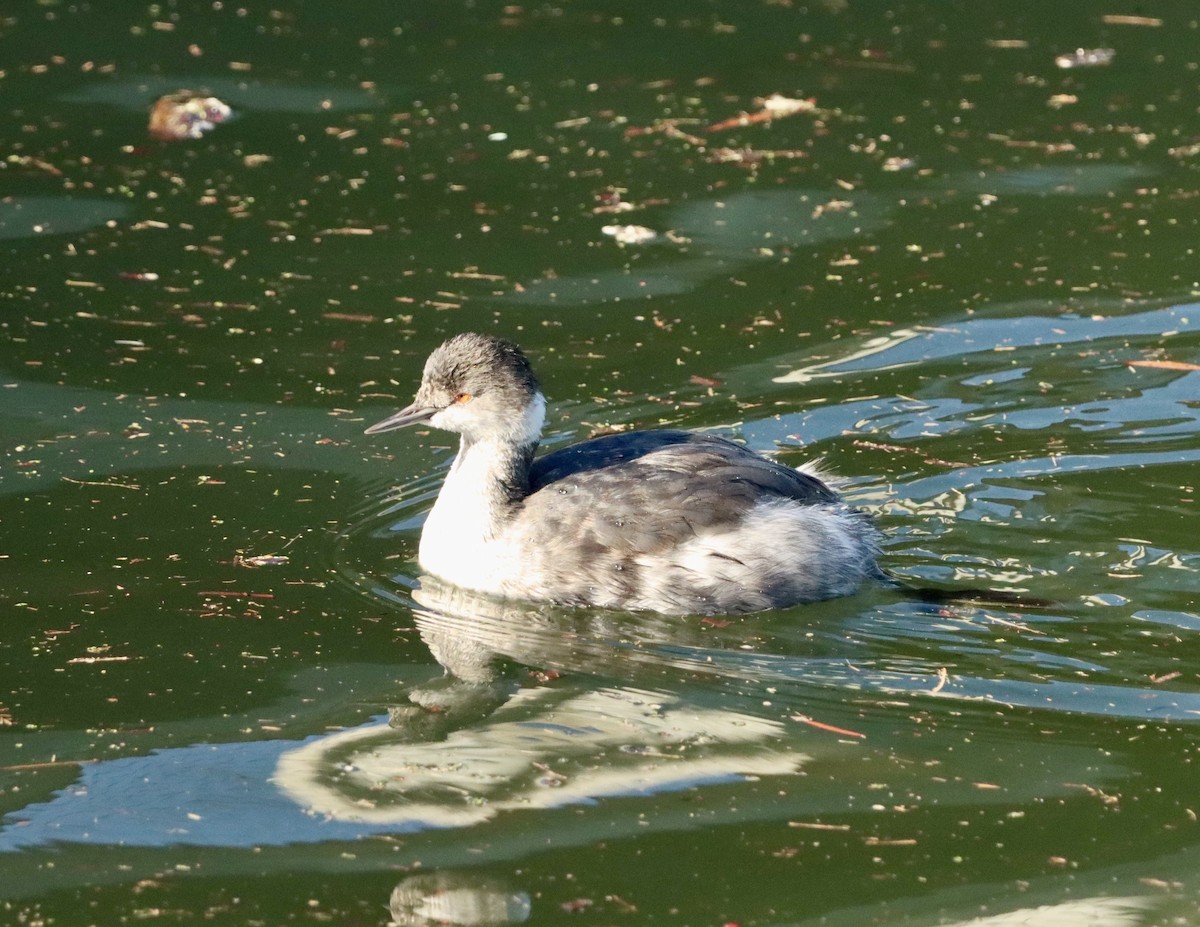 Schwarzhalstaucher - ML645874332