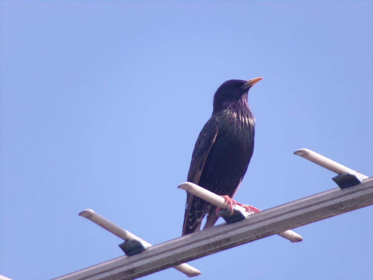 זרזיר מצוי - ML645874344