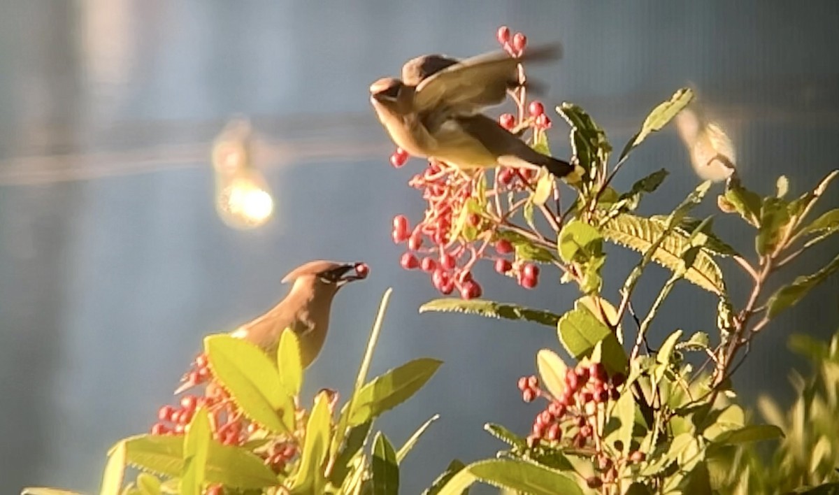 ヒメレンジャク - ML645874357