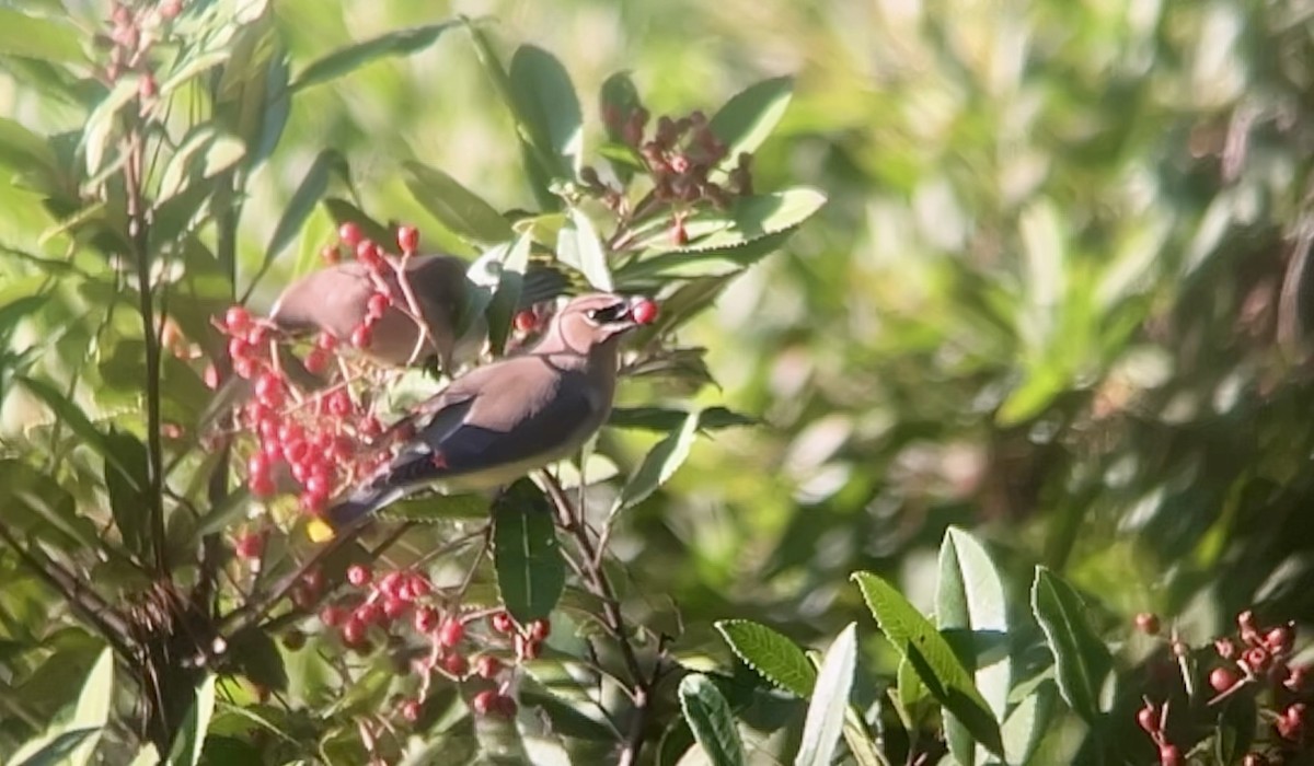 ヒメレンジャク - ML645874358