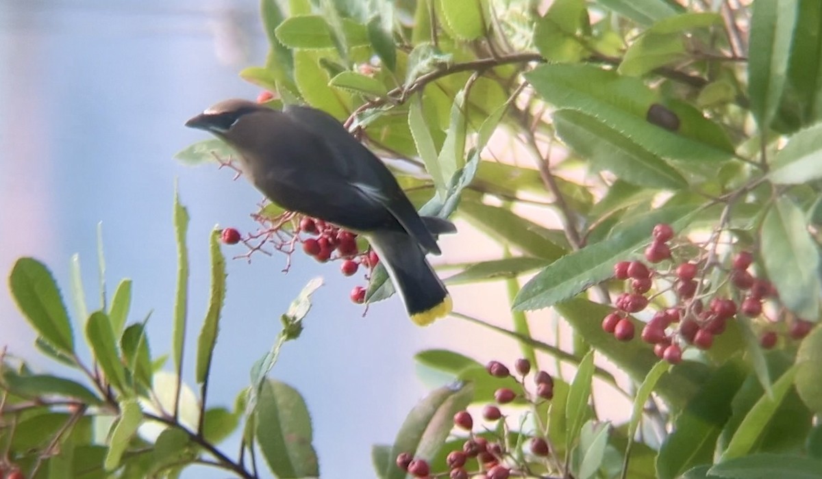 ヒメレンジャク - ML645874359