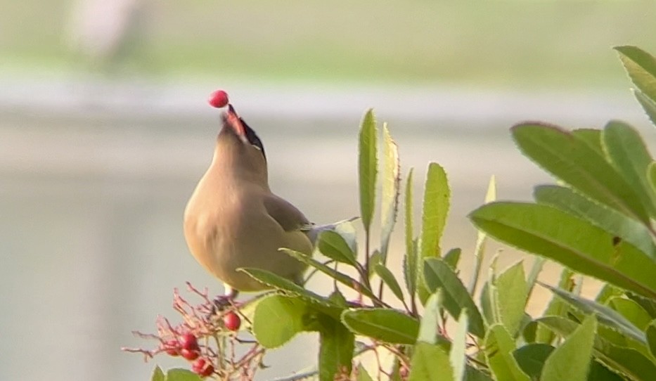 ヒメレンジャク - ML645874360