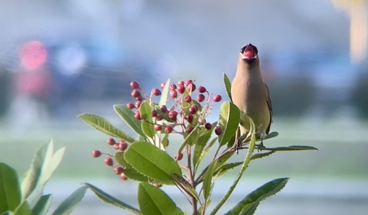 ヒメレンジャク - ML645874361