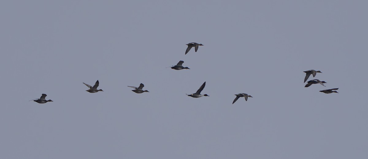 Boz Ördek - ML645874371