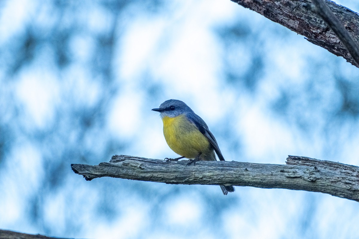 Eastern Yellow Robin - ML645874373