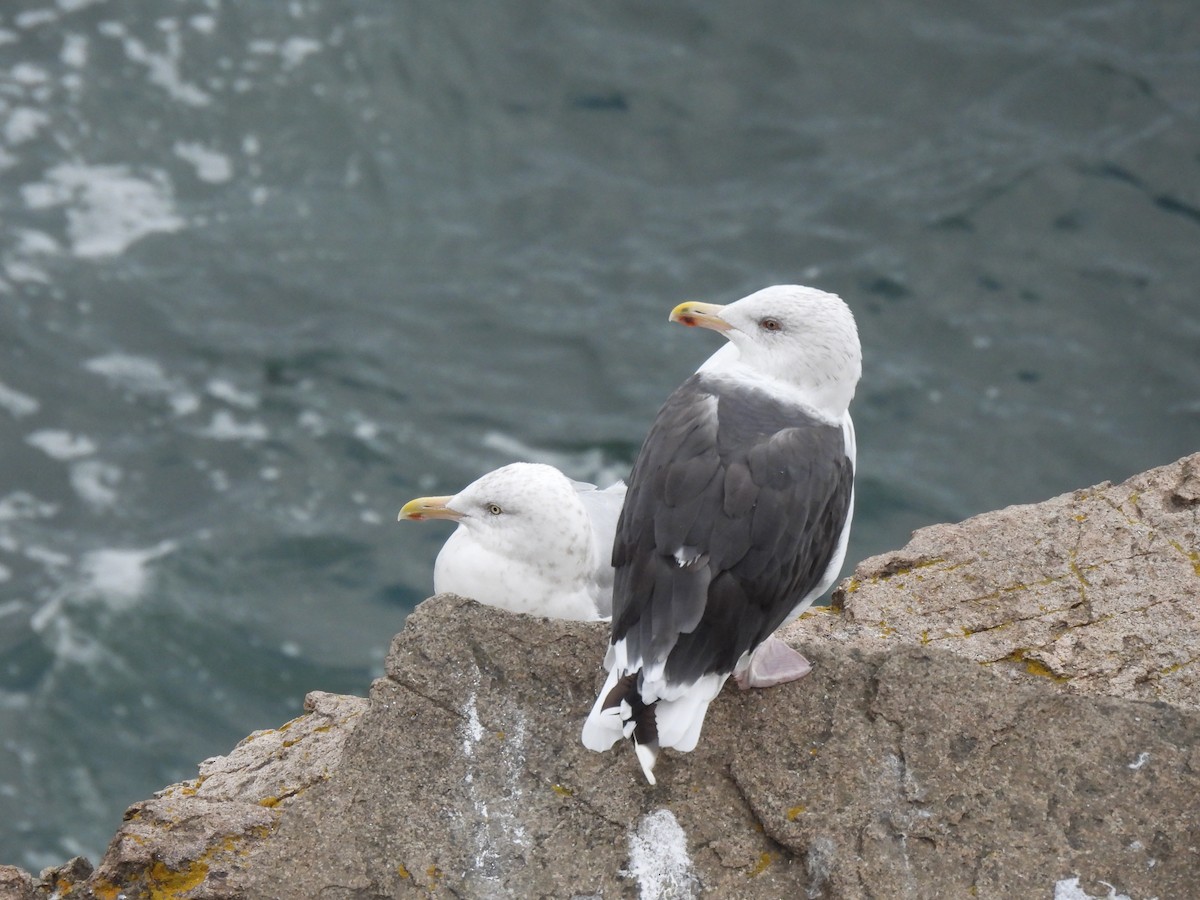 Great Black-backed Gull - ML645874376