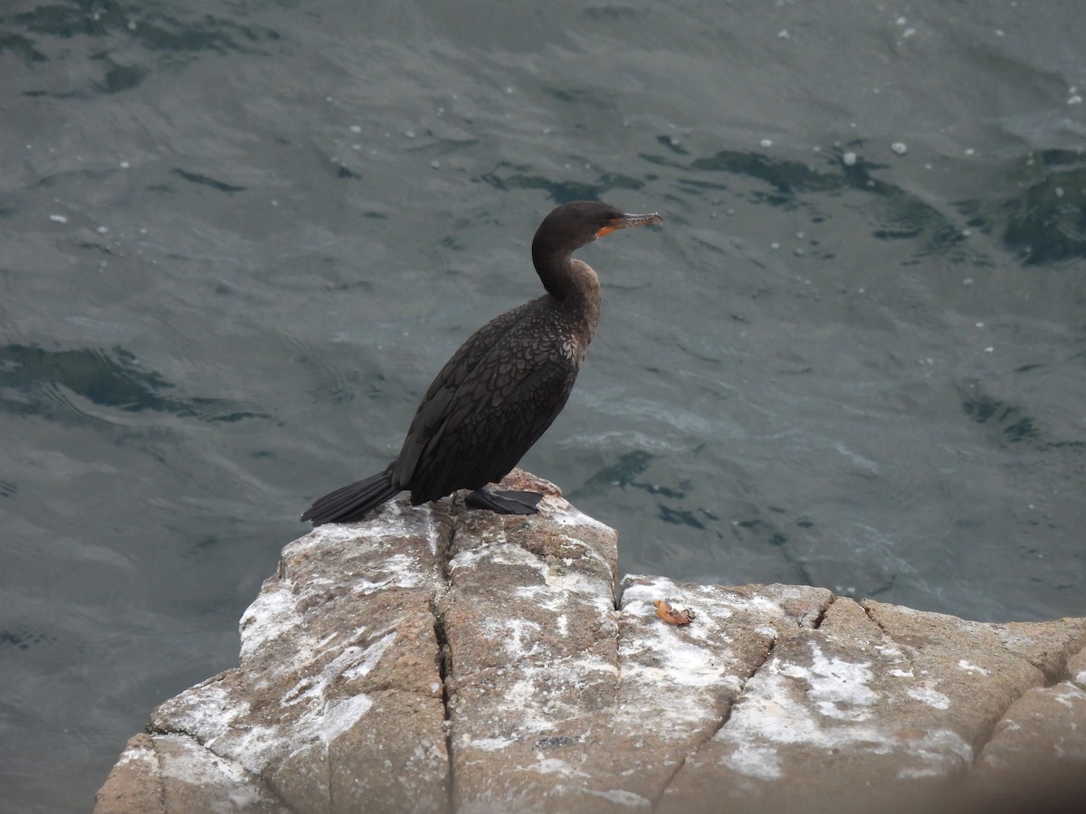 Double-crested Cormorant - ML645874381