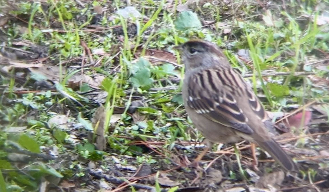 Golden-crowned Sparrow - ML645874382