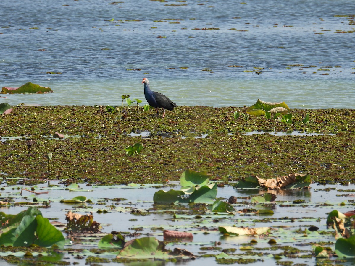 Gray-headed Swamphen - ML645874383