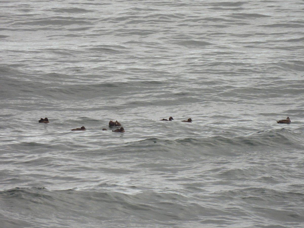 Common Eider - ML645874386