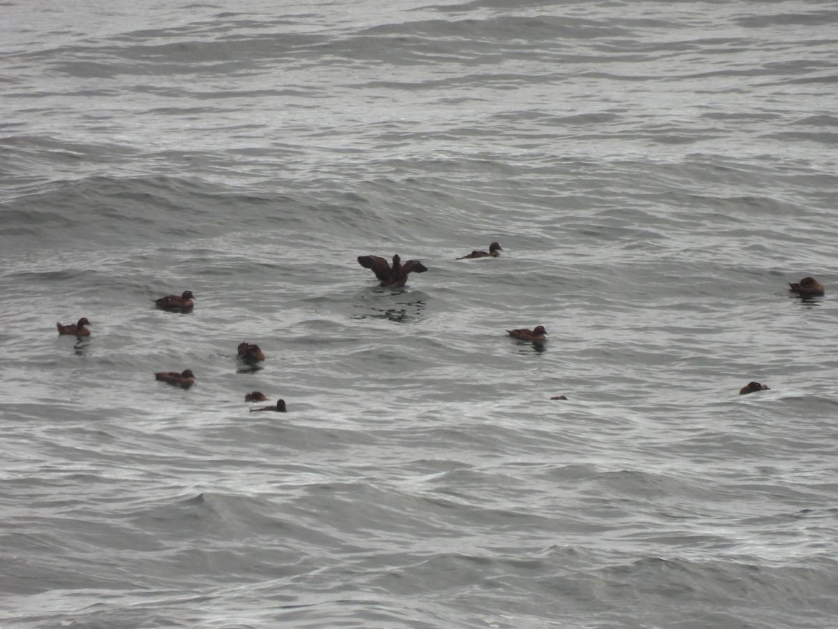Common Eider - ML645874387