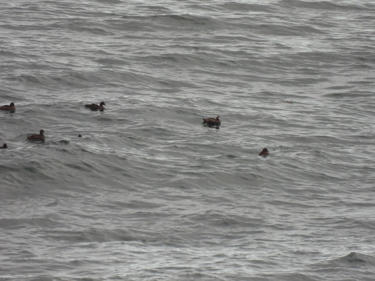 Common Eider - ML645874388