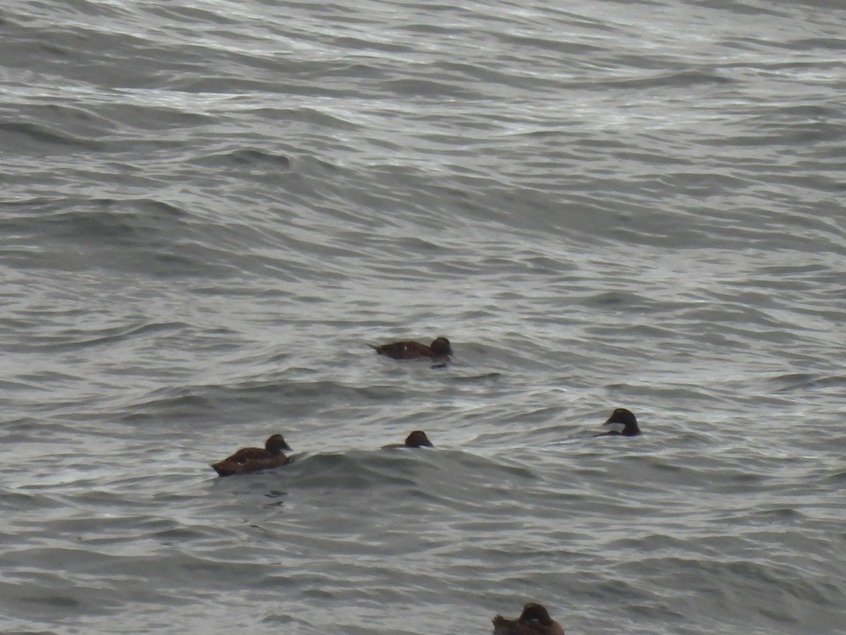 Common Eider - ML645874389