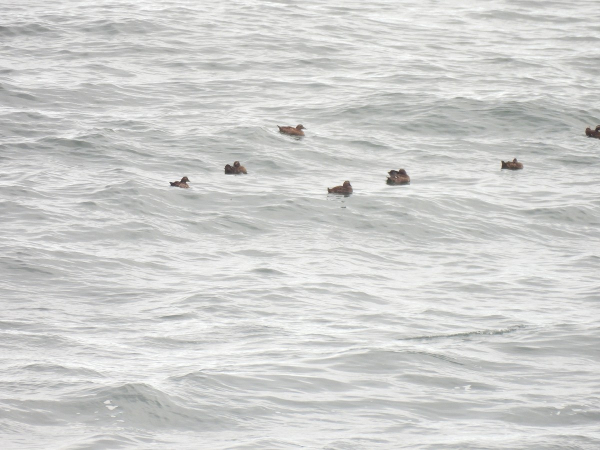 Common Eider - ML645874391