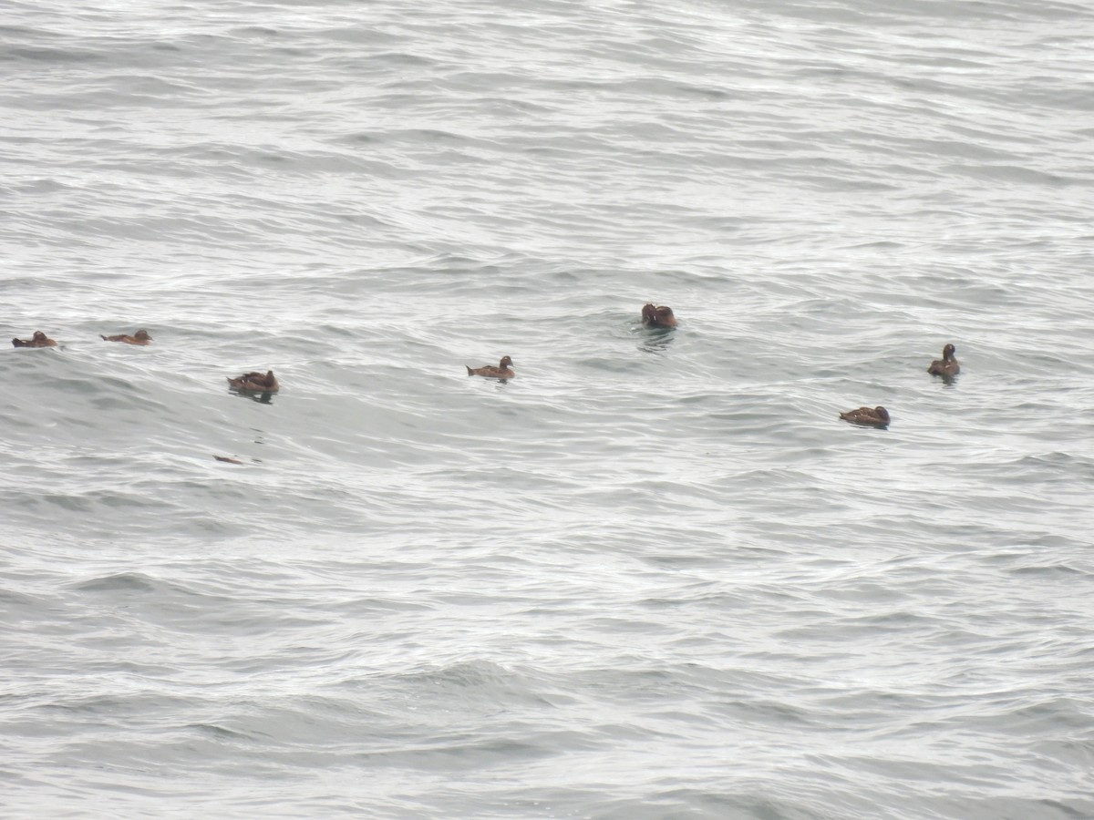 Common Eider - ML645874394