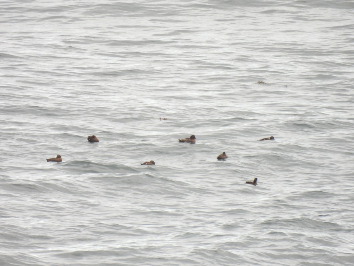 Common Eider - ML645874396