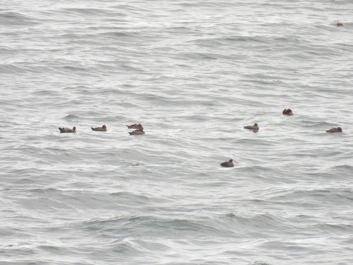 Common Eider - ML645874397