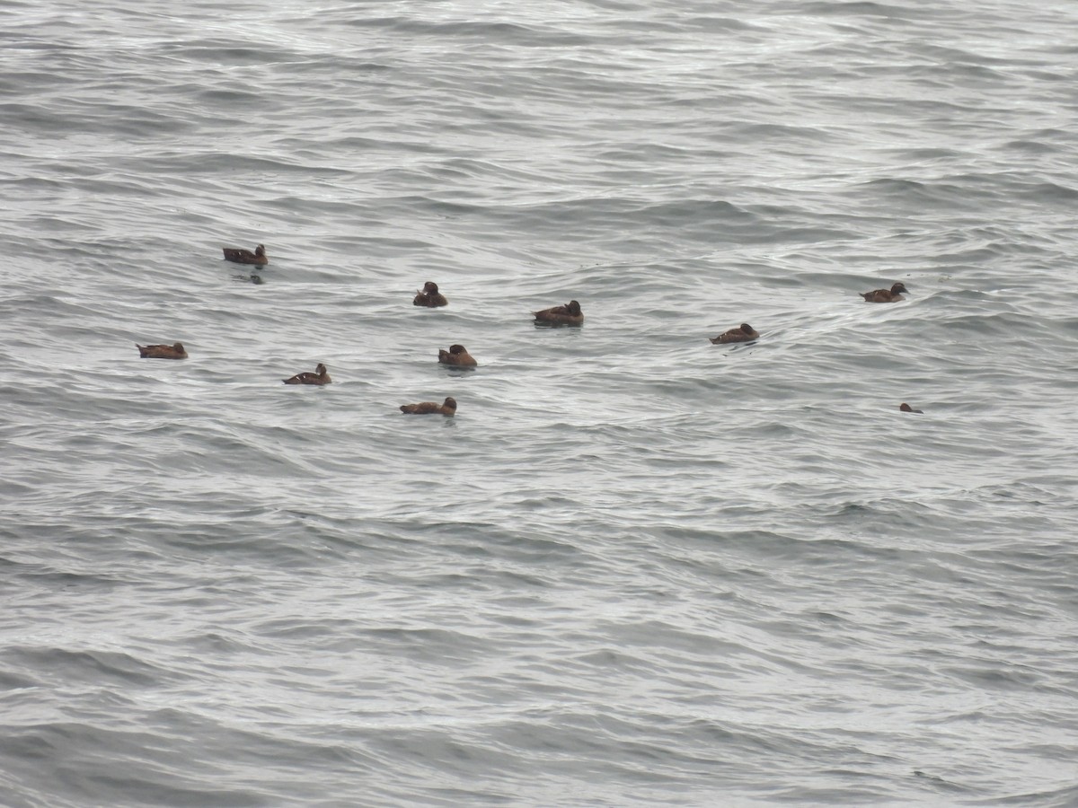 Common Eider - ML645874399