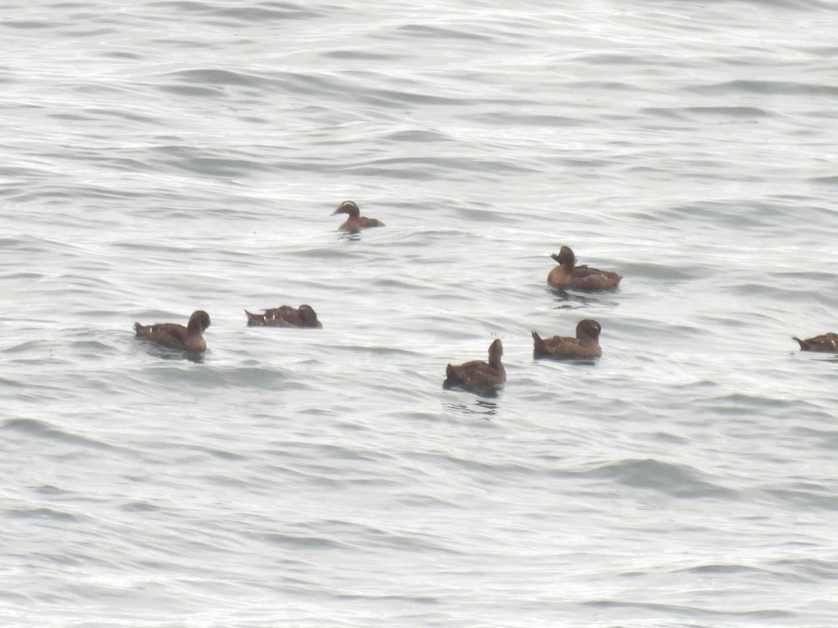 Common Eider - ML645874400