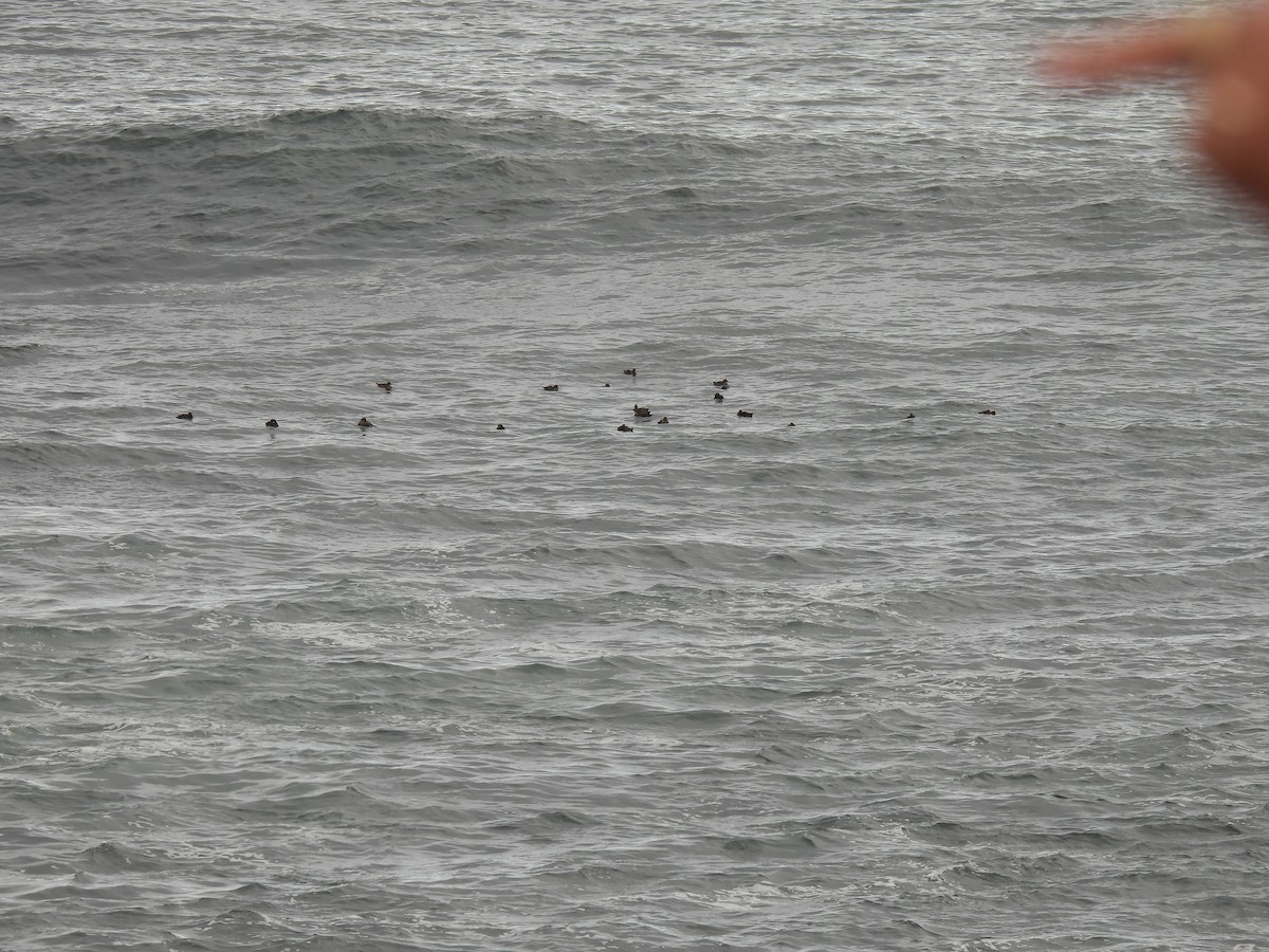 Common Eider - ML645874401