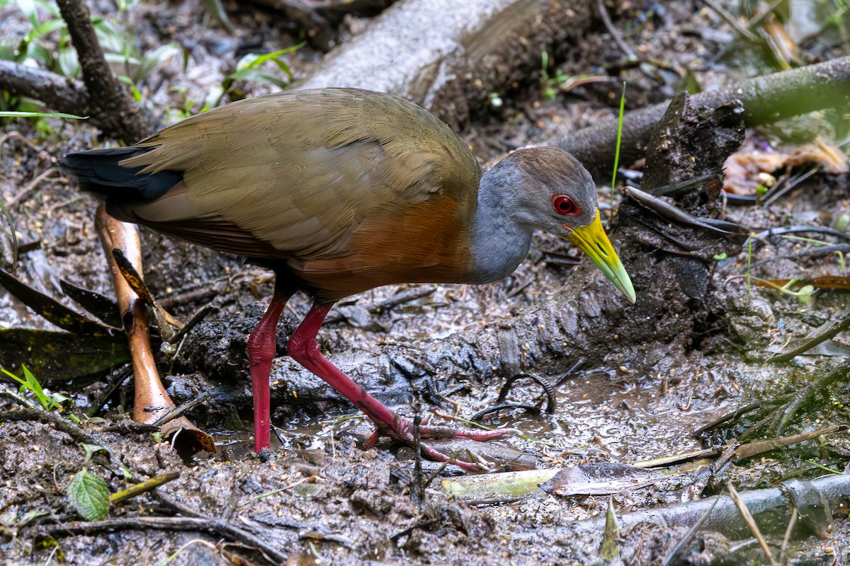 Gray-cowled Wood-Rail - ML645874402