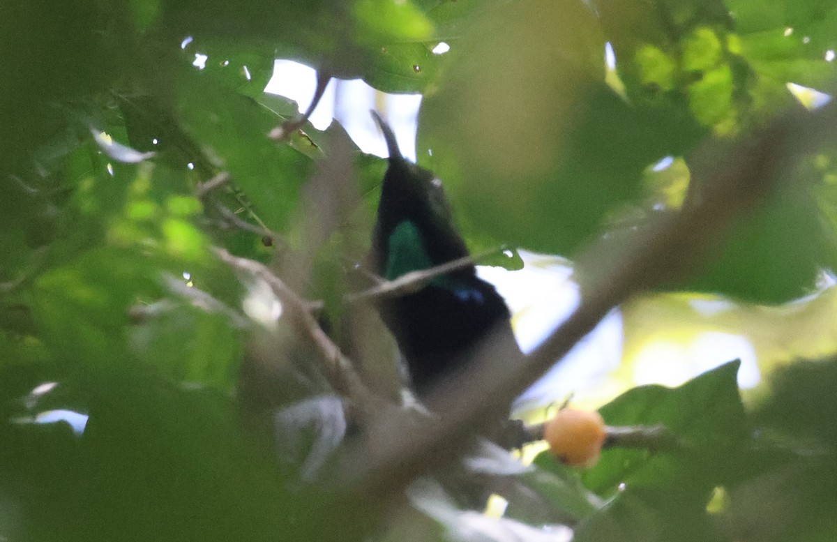 Victoria's Riflebird - ML645874403