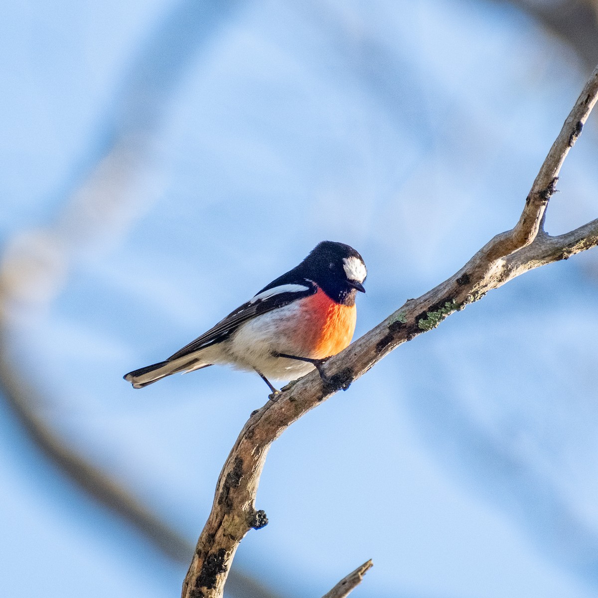 Scarlet Robin - ML645874406