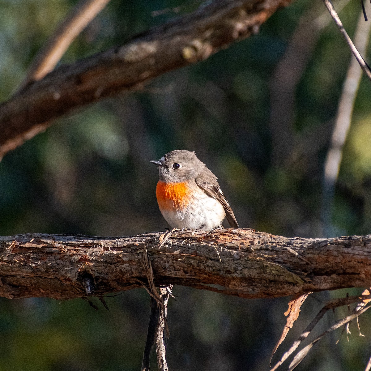 Scarlet Robin - ML645874407