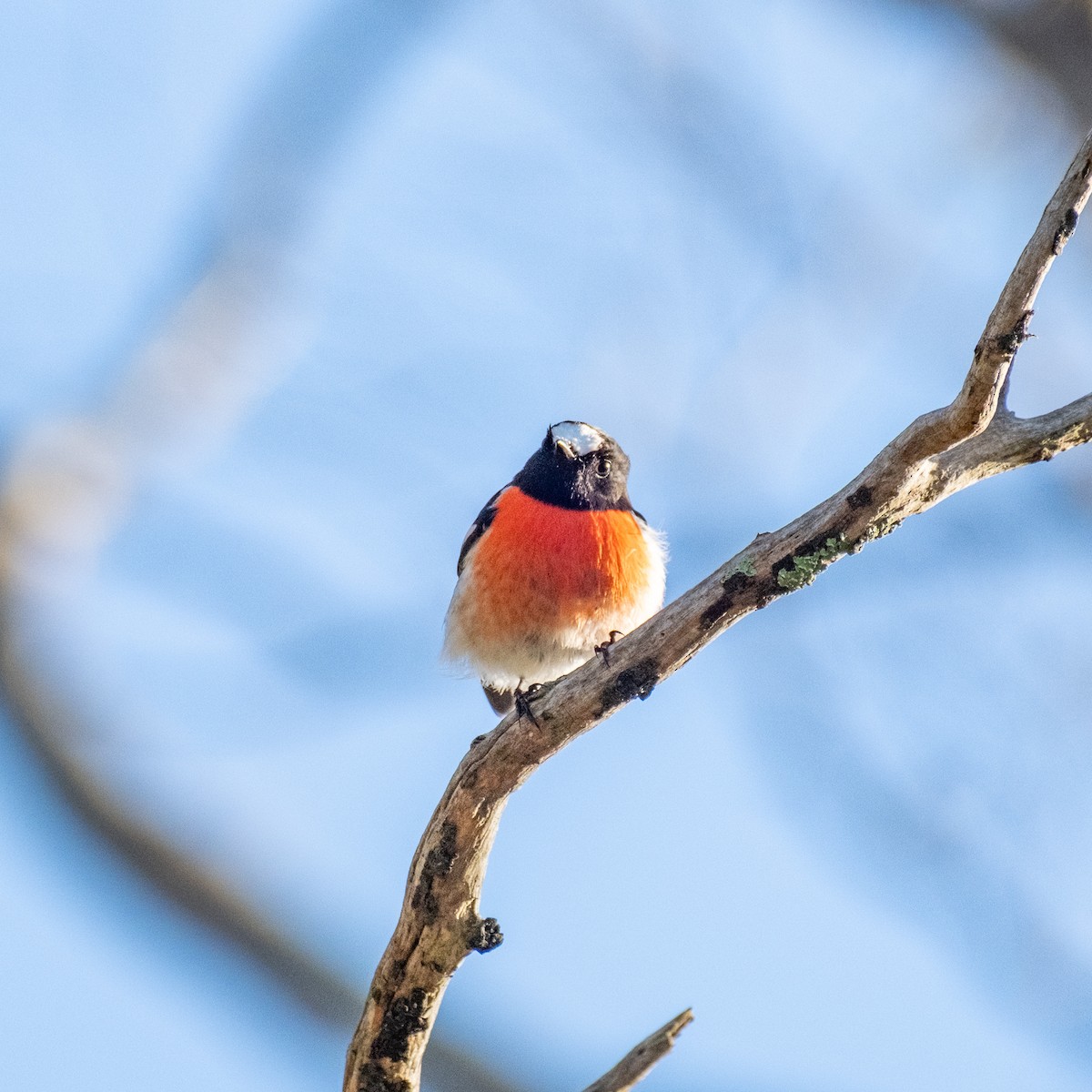 Scarlet Robin - ML645874408