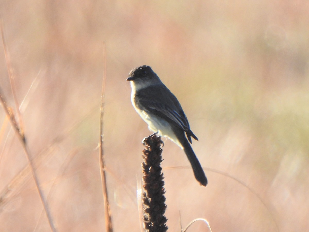 Eastern Phoebe - ML645874409