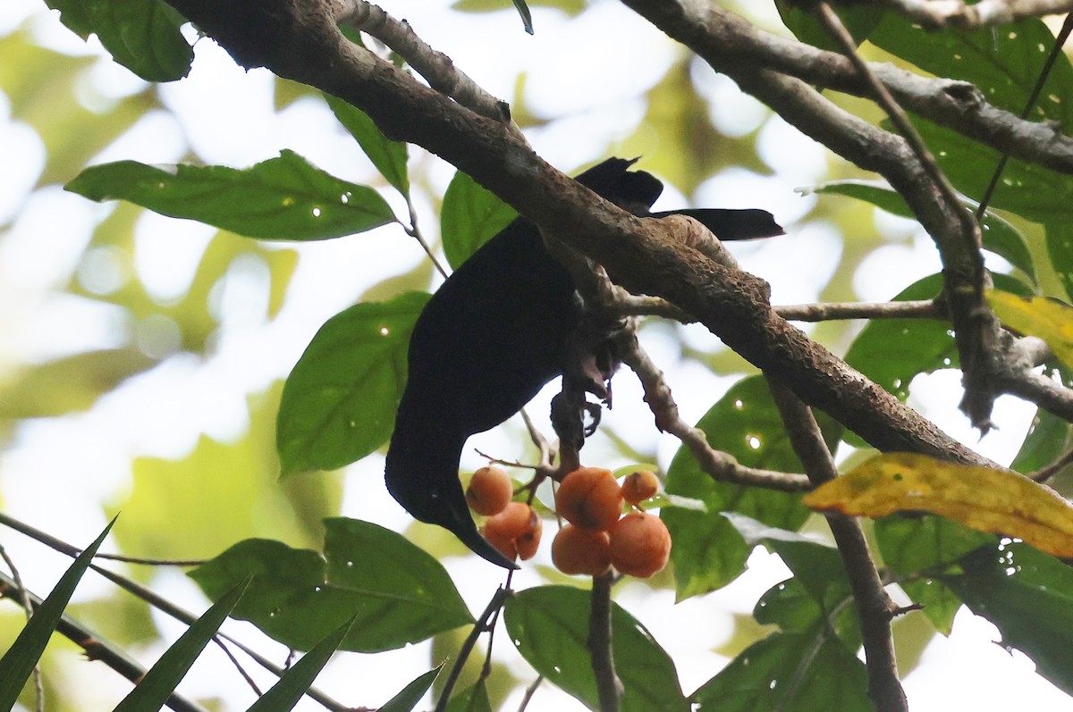 Victoria's Riflebird - ML645874410