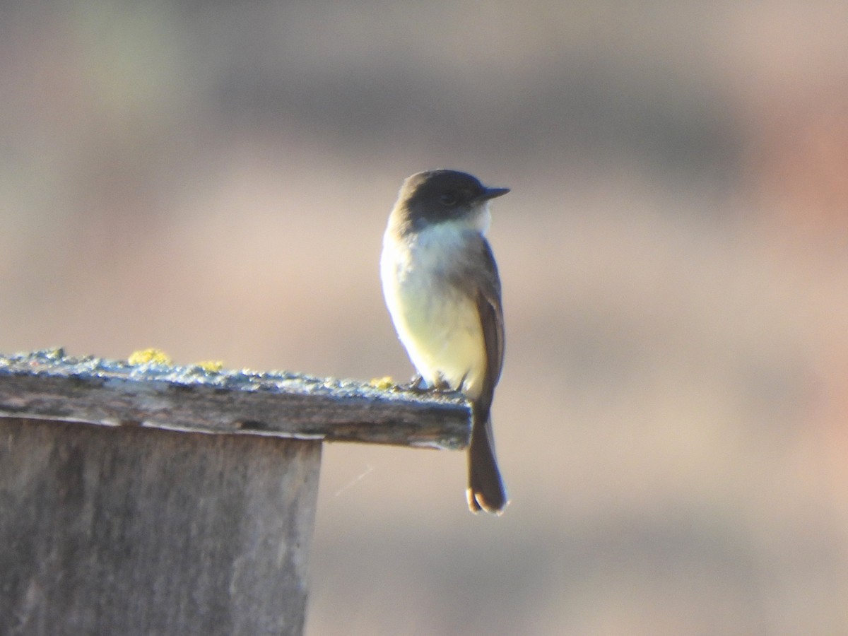 Eastern Phoebe - ML645874411