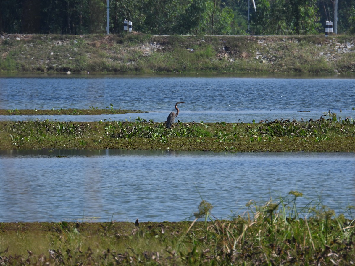 Airone rosso - ML645874412