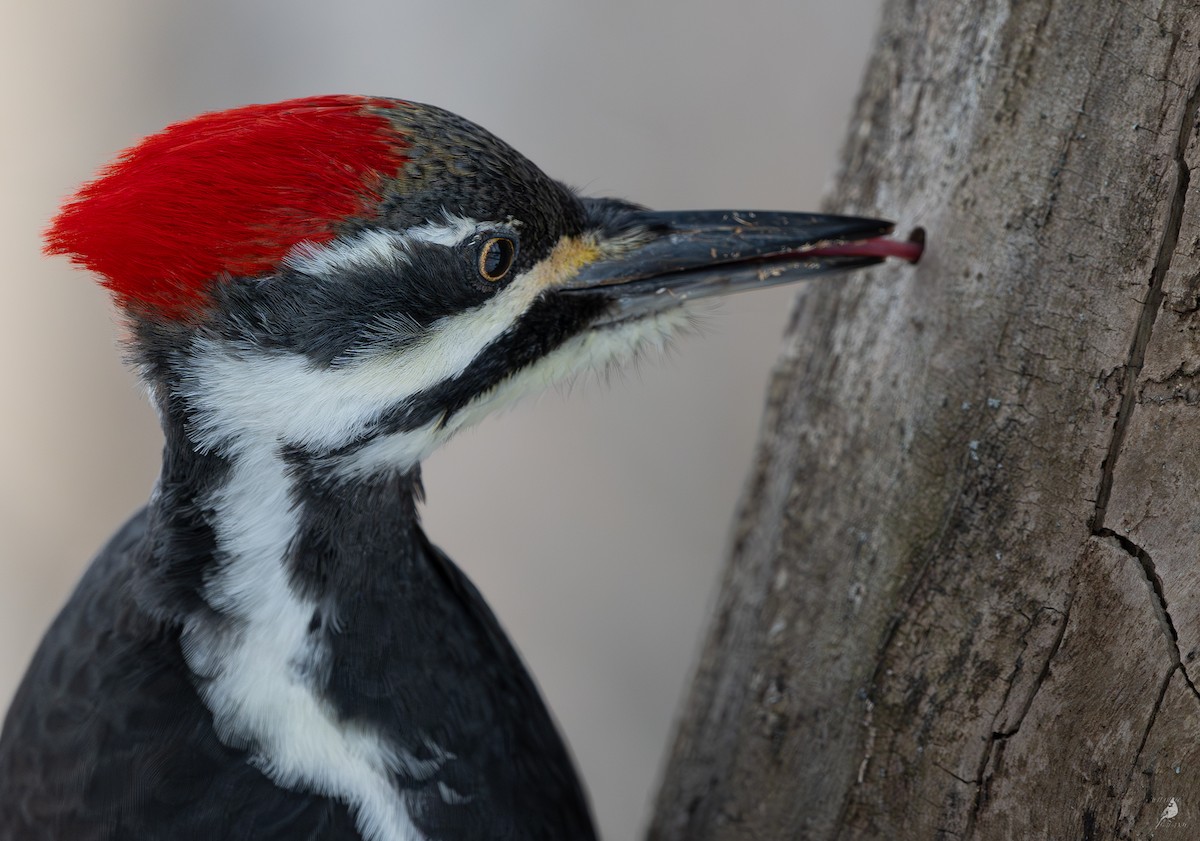 Жовна північна - ML645874414