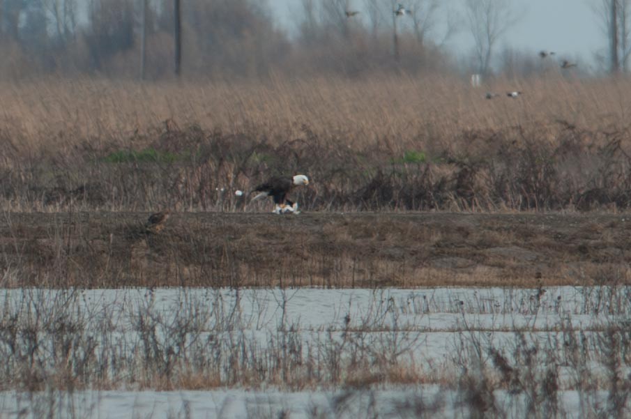 Bald Eagle - ML645874415